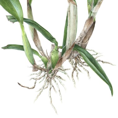 Cattleya sp.