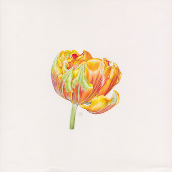 Tulipa "Orange Princess"