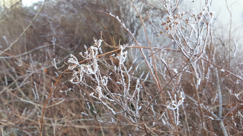 Naturtagebuch für Kinder: Der Winter