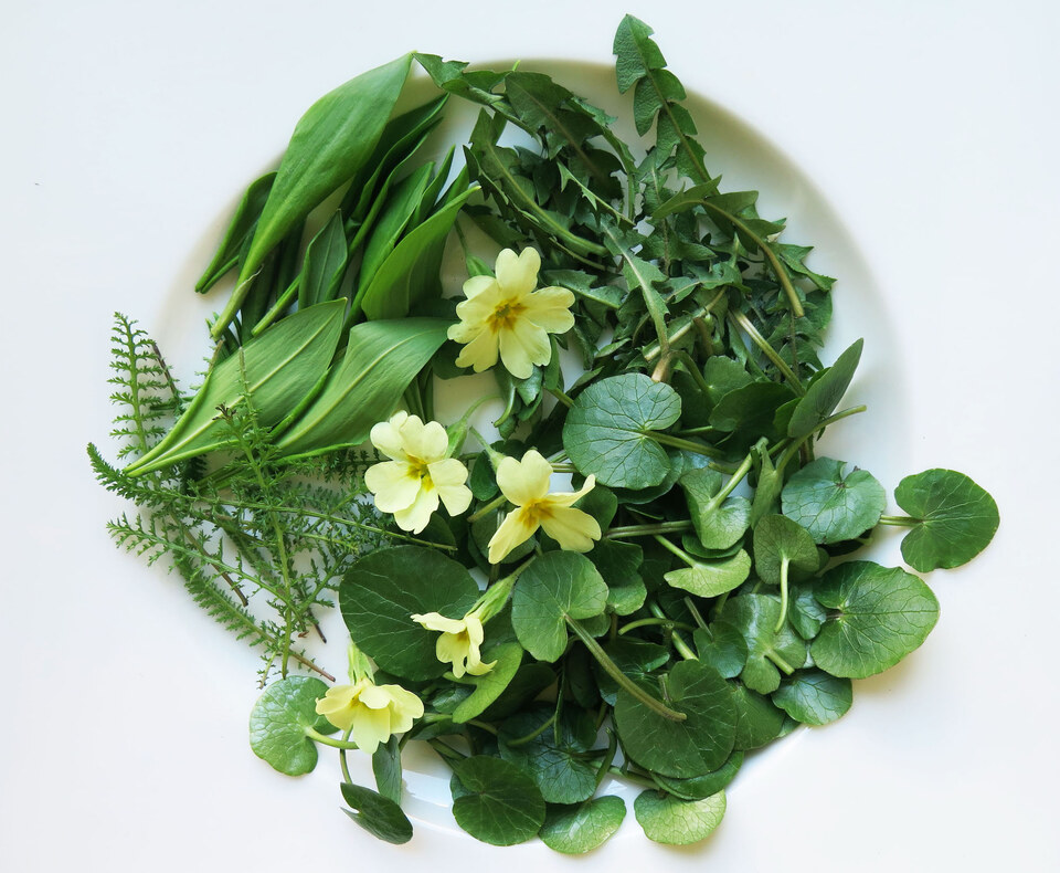 Naturtagebuch für Kinder: Der Frühling