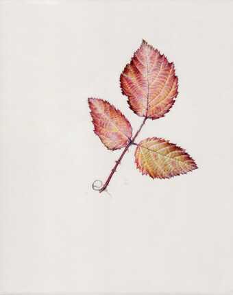 Rubus V