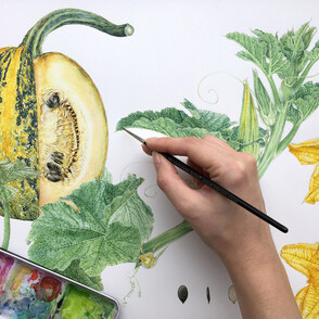 Botanische Illustration: Sommerworkshop zum realistischen Malen von Pflanzen in Aquarell