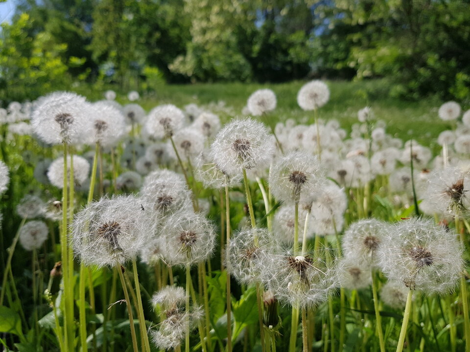 Naturtagebuch für Kinder: Der Sommer
