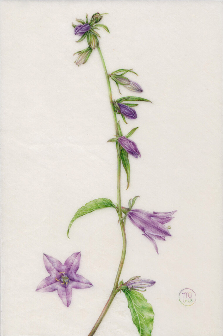 Campanula rapunculoides