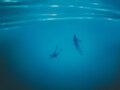 Two Divers