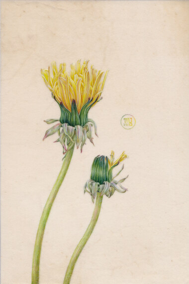 Taraxacum officinale