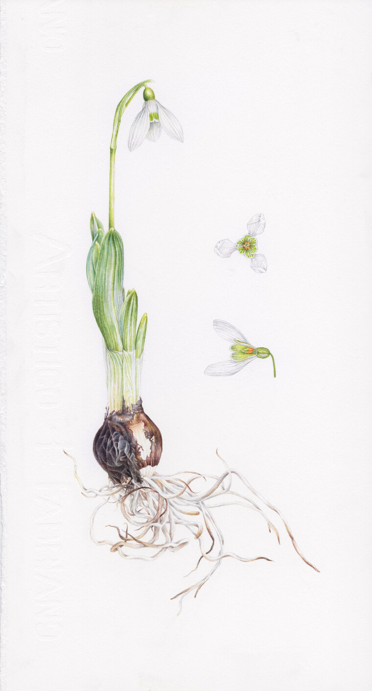 Galanthus