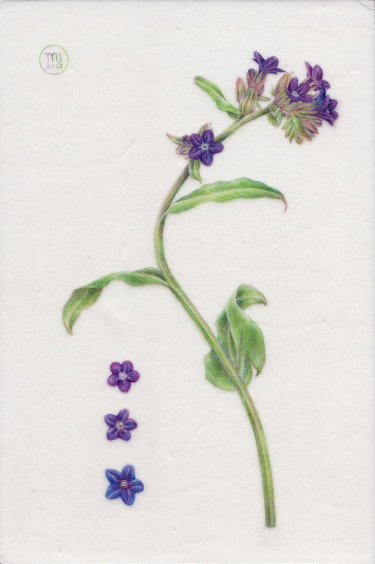 Anchusa officinalis