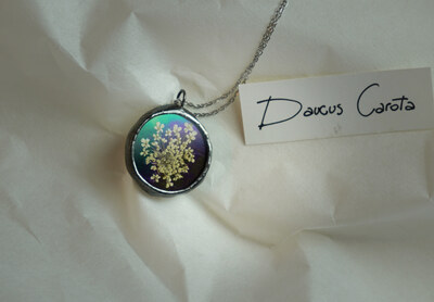 Daucus carota No2