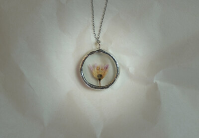 Allium spp. no1