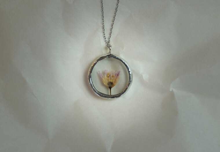 Allium spp. no1