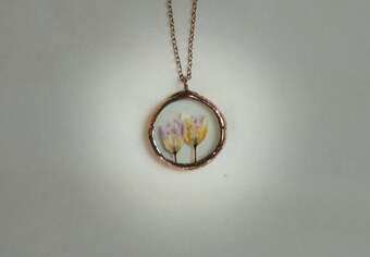 Allium spp. no2