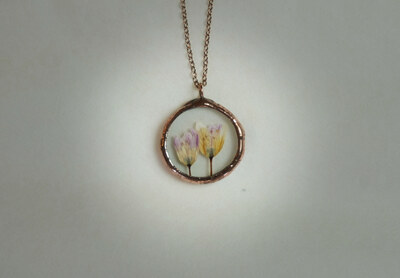 Allium spp. no2