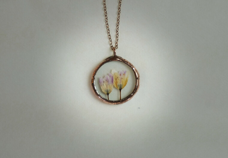 Allium spp. no2