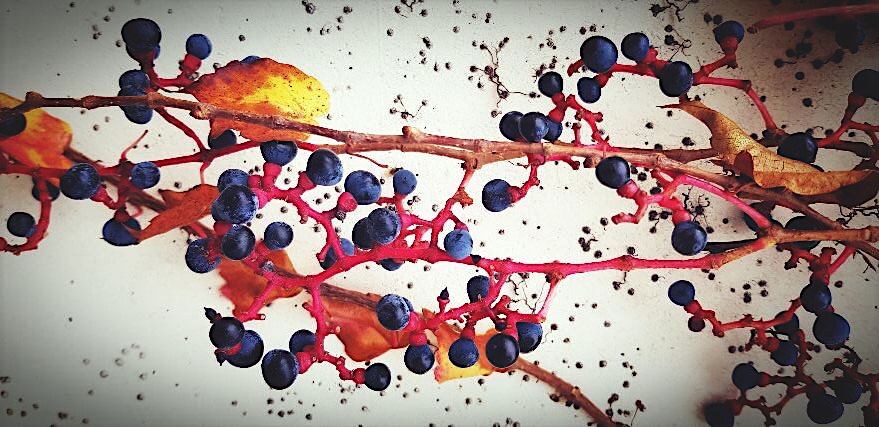 Naturtagebuch für Kinder: Der Herbst