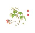 Himbeere