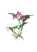 Cattleya sp.