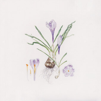 Crocus