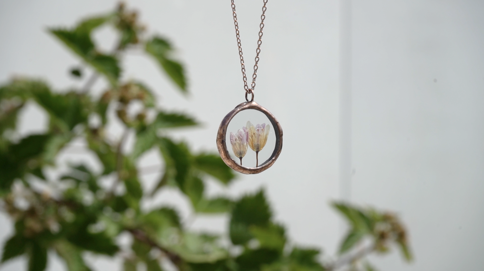 Allium spp. no2