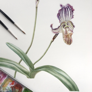 Botanische Illustration: Realistisches Malen von Pflanzen in Aquarell