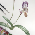 Paphiopedilum fairrieanum
