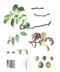 Juglans regia